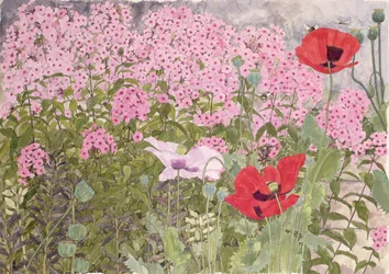 Poppies and Phlox